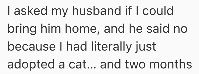 I asked my husband if I could bring him home, and he said no because I had literally just adopted a cat... and two months