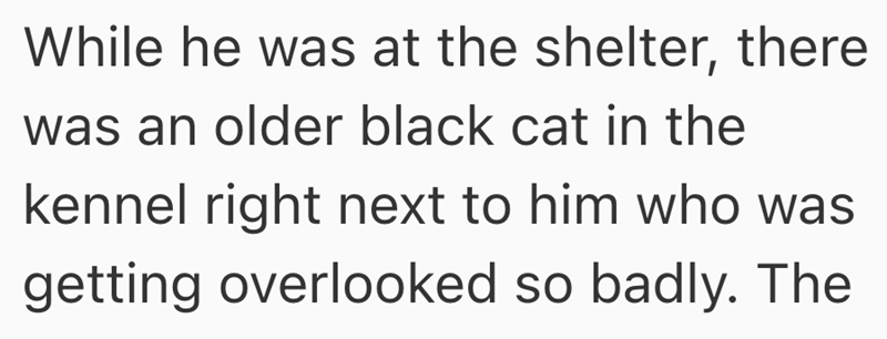 While he was at the shelter, there was an older black cat in the kennel right next to him who was getting overlooked so badly. The