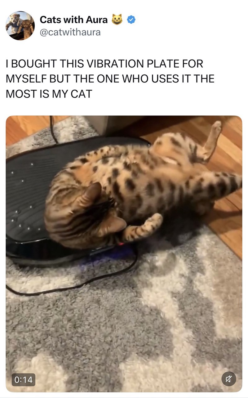 Cats with Aura @catwithaura I BOUGHT THIS VIBRATION PLATE FOR MYSELF BUT THE ONE WHO USES IT THE MOST IS MY CAT ☑ א 0:14