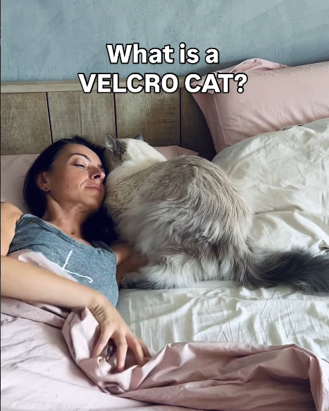 What is a VELCRO CAT?
