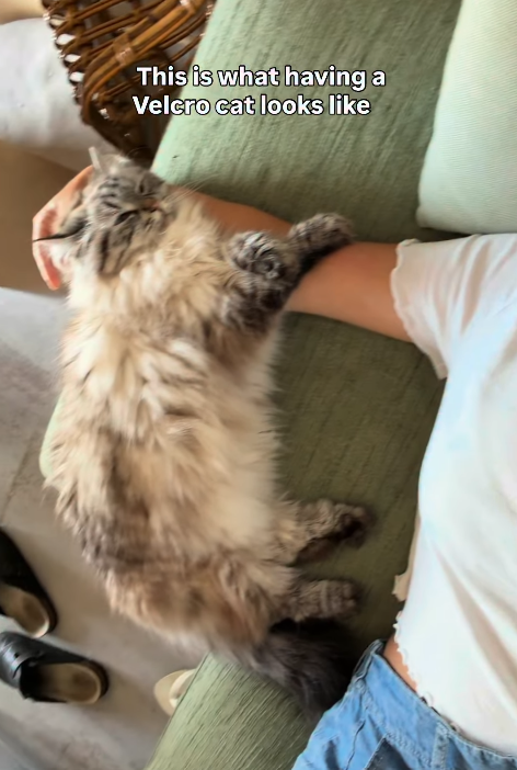 This is what having a Velcro cat looks like
