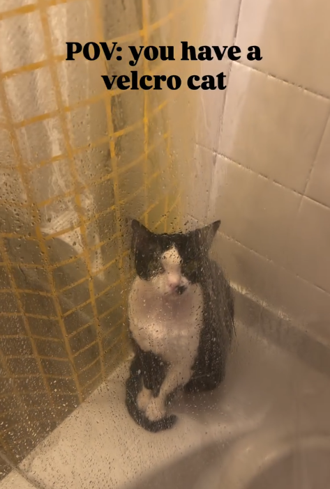 POV: you have a velcro cat