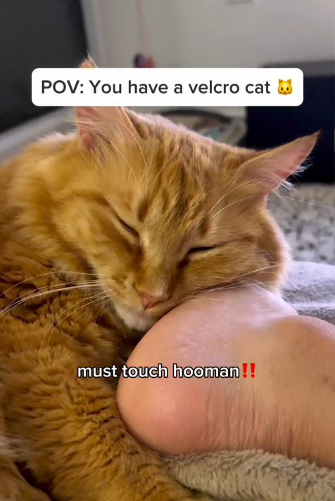 POV: You have a velcro cat ☑ must touch hooman!!