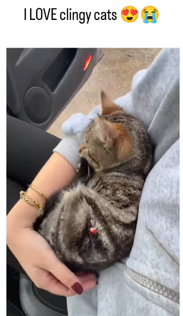 I LOVE clingy cats