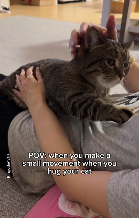 Ringodanyan POV: when you make a small movement when you hug your cat