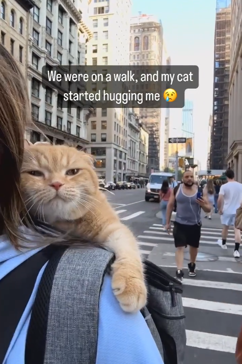 We were on a walk, and my cat started hugging me