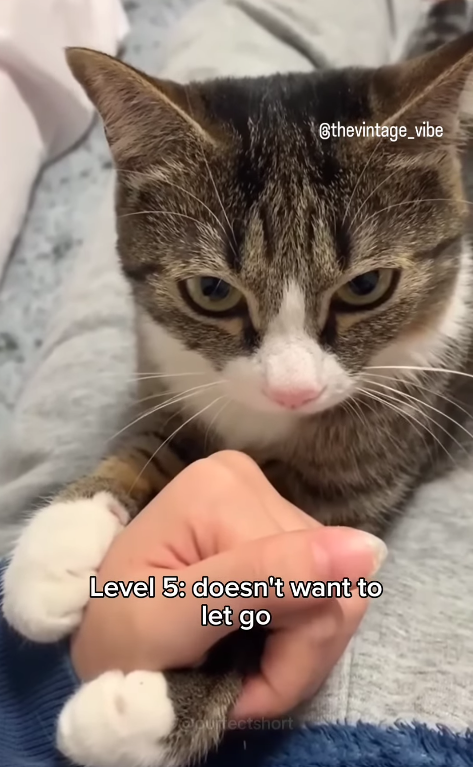 @thevintage_vibe Level 5: doesn't want to let go alpurfectshort