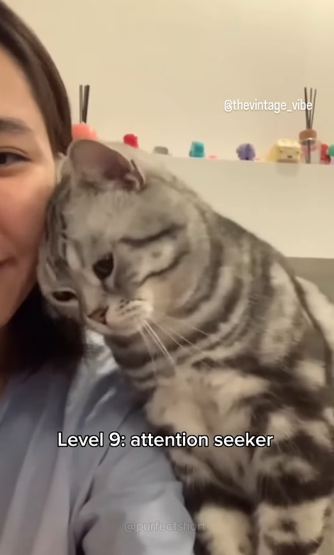 @thevintage_vibe T& Level 9: attention seeker @purfectshort