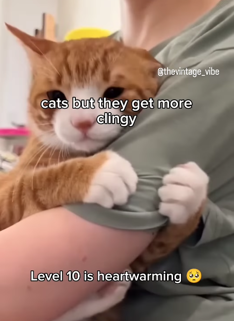 @thevintage_vibe cats but they get more clingy Level 10 is heartwarming