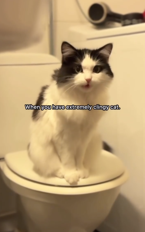 When you have extremely clingy cat.