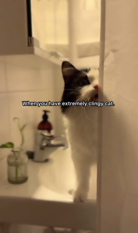 When you have extremely clingy cat.