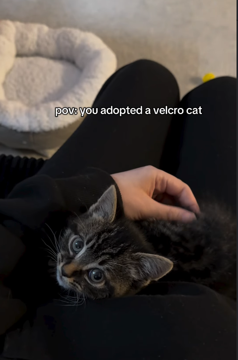 pov: you adopted a velcro cat