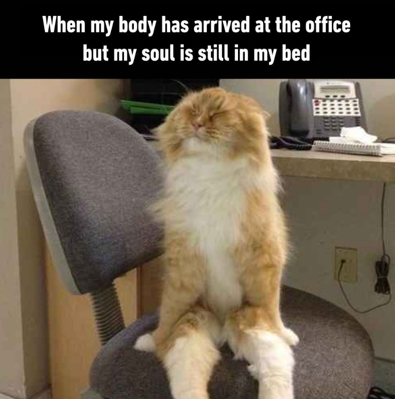 When my body has arrived at the office but my soul is still in my bed