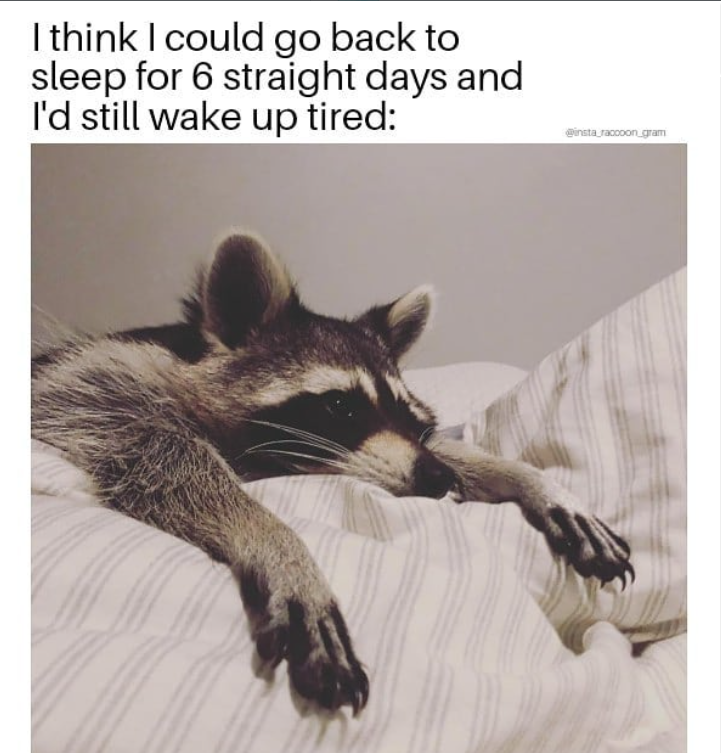 I think I could go back to sleep for 6 straight days and I'd still wake up tired: @insta_raccoon_gram