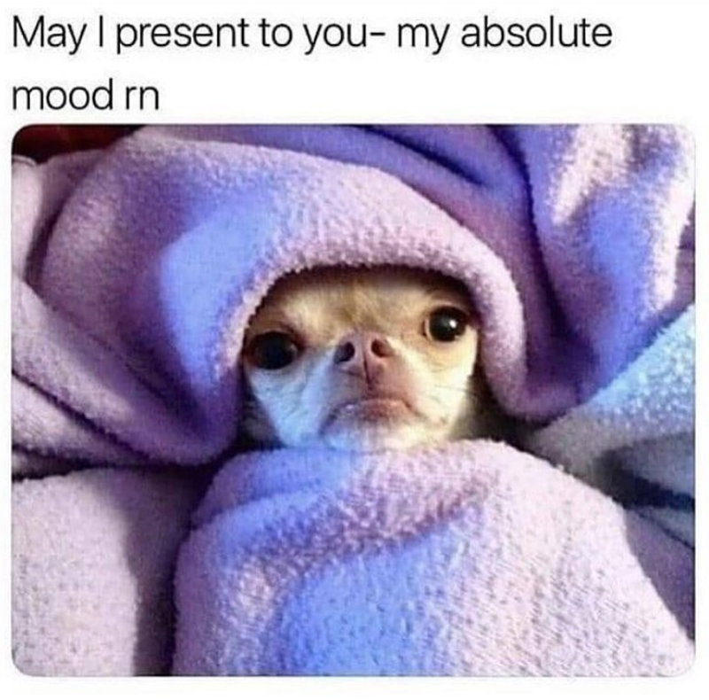 May I present to you- my absolute mood rn