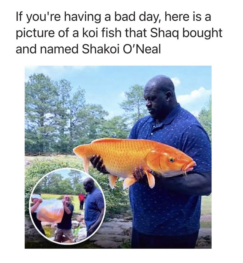 If you're having a bad day, here is a picture of a koi fish that Shaq bought and named Shakoi O'Neal