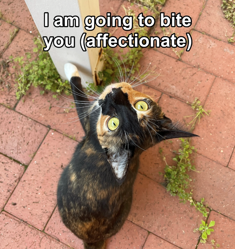 I am going to bite you (affectionate)