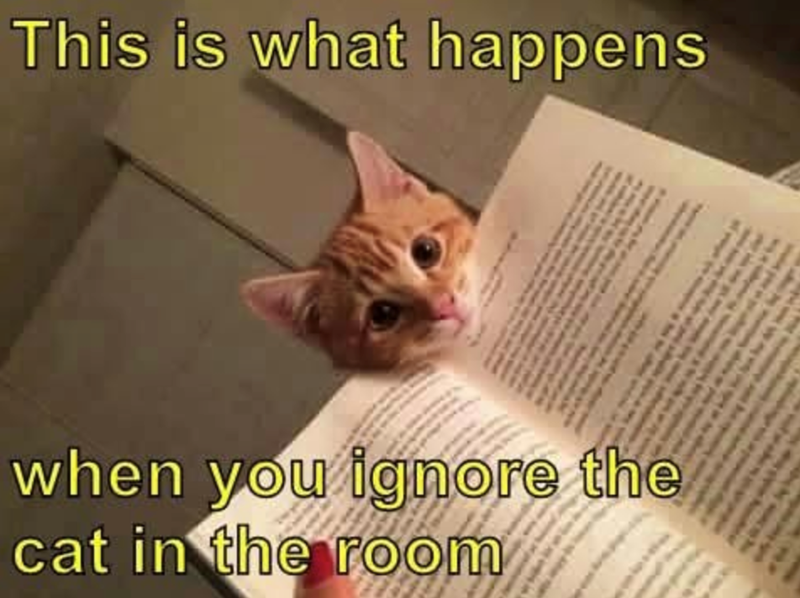 This is what happens when you ignore the cat in the room