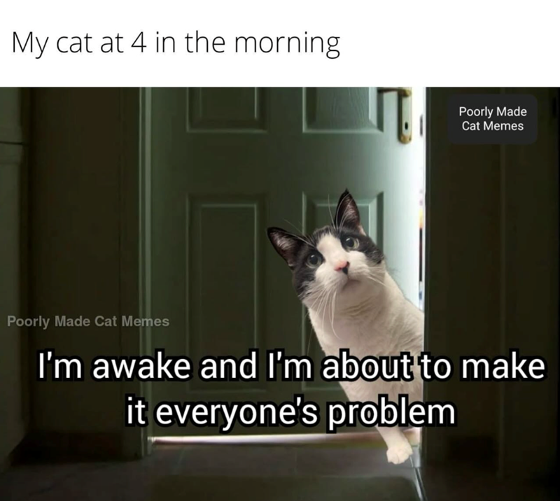 My cat at 4 in the morning Poorly Made Cat Memes Poorly Made Cat Memes I'm awake and I'm about to make it everyone's problem