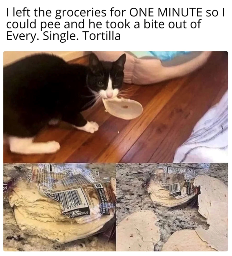 I left the groceries for ONE MINUTE so I could pee and he took a bite out of Every. Single. Tortilla 107151 1251-800-600-8226 QUESTIONS OR COMMENTS? ood wit