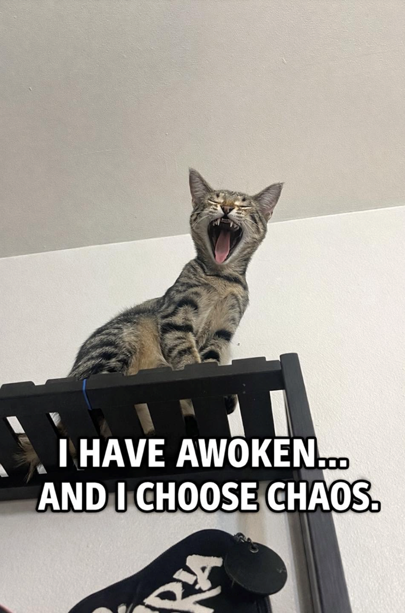 I HAVE AWOKEN... AND I CHOOSE CHAOS.