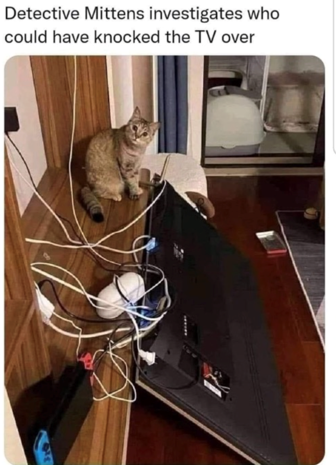 Detective Mittens investigates who could have knocked the TV over