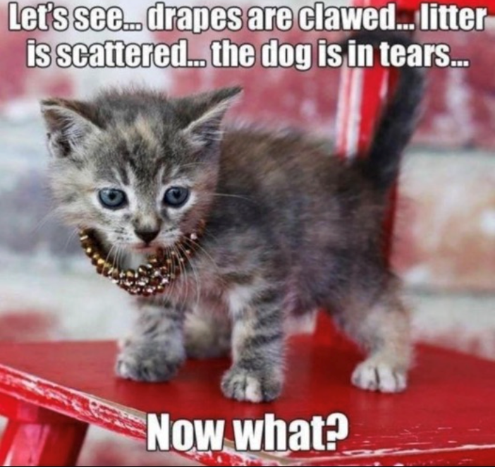 Let's see... drapes are clawed... litter is scattered... the dog is in tears... Now what?