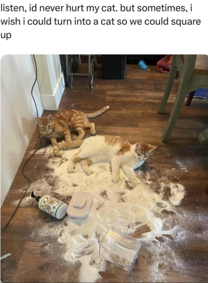 listen, id never hurt my cat. but sometimes, i wish i could turn into a cat so we could square up