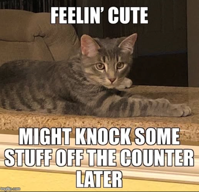 FEELIN' CUTE MIGHT KNOCK SOME STUFF OFF THE COUNTER LATER imgflip.com