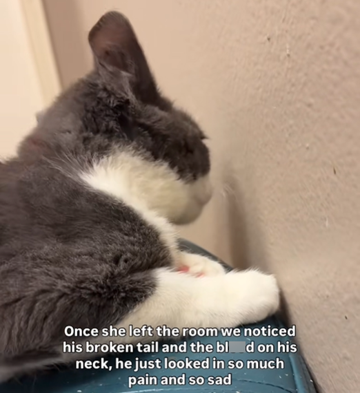 Once she left the room we noticed his broken tail and the blad on his neck, he just looked in so much pain and so sad