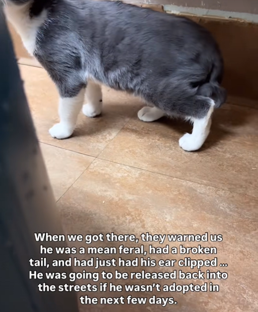 When we got there, they warned us he was a mean feral, had a broken tail, and had just had his ear clipped... He was going to be released back into the streets if he wasn't adopted in the next few days.