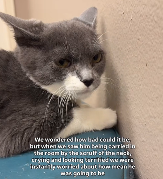 We wondered how bad could it be, but when we saw him being carried in the room by the scruff of the neck, crying and looking terrified we were instantly worried about how mean he was going to be