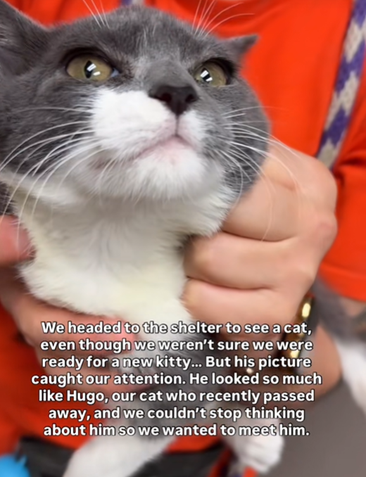 We headed to the shelter to see a cat, even though we weren't sure we were ready for a new kitty... But his picture caught our attention. He looked so much like Hugo, our cat who recently passed away, and we couldn't stop thinking about him so we wanted to meet him.