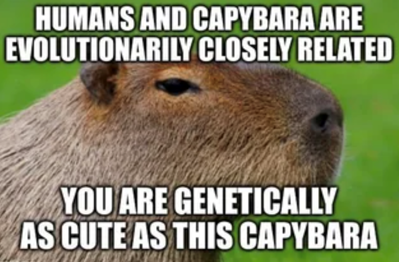 HUMANS AND CAPYBARA ARE EVOLUTIONARILY CLOSELY RELATED YOU ARE GENETICALLY AS CUTE AS THIS CAPYBARA
