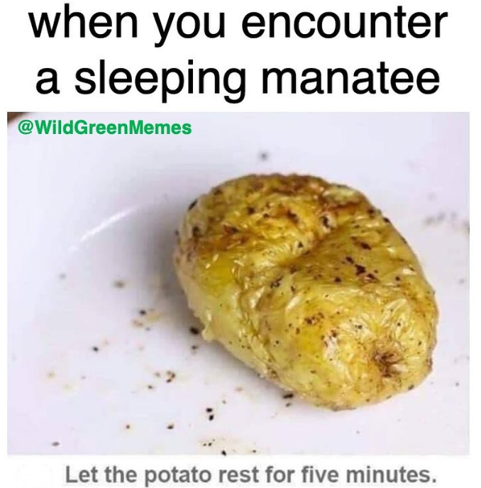 when you encounter a sleeping manatee @WildGreenMemes Let the potato rest for five minutes.