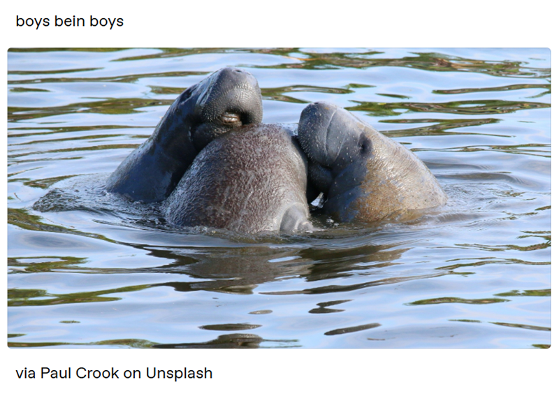 boys bein boys via Paul Crook on Unsplash