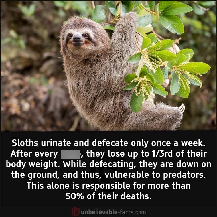 After every Sloths urinate and defecate only once a week. they lose up to 1/3rd of their body weight. While defecating, they are down on the ground, and thus, vulnerable to predators. This alone is responsible for more than 50% of their deaths. unbelievable-facts.com