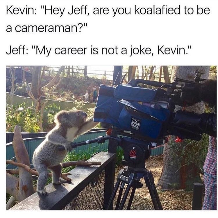 Kevin: "Hey Jeff, are you koalafied to be a cameraman?" Jeff: "My career is not a joke, Kevin." porta brace