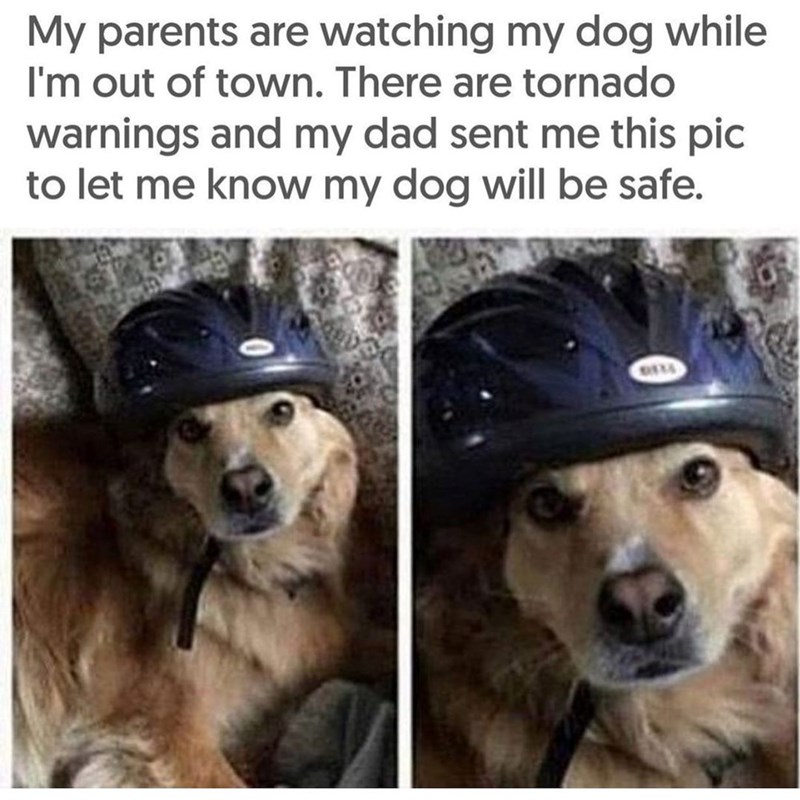My parents are watching my dog while I'm out of town. There are tornado warnings and my dad sent me this pic to let me know my dog will be safe. BEZL