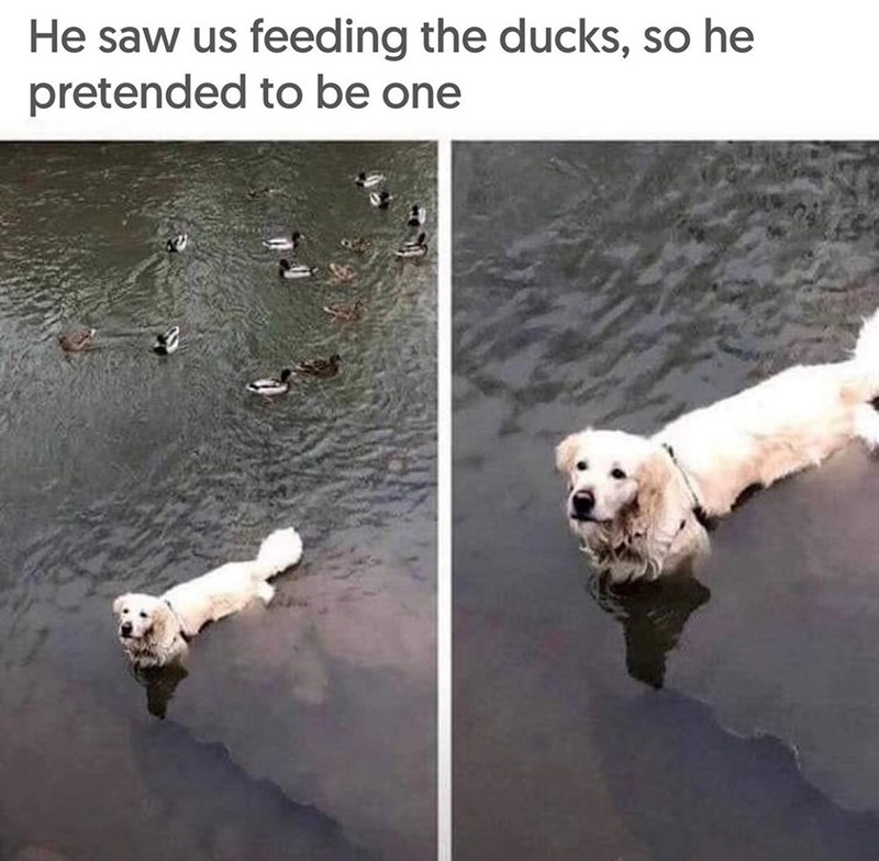 He saw us feeding the ducks, so he pretended to be one