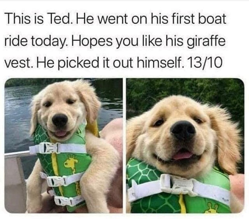 This is Ted. He went on his first boat ride today. Hopes you like his giraffe vest. He picked it out himself. 13/10 CO