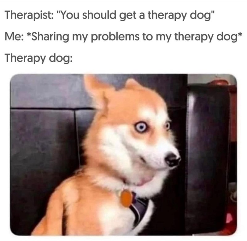 Therapist: "You should get a therapy dog" Me: *Sharing my problems to my therapy dog* Therapy dog: