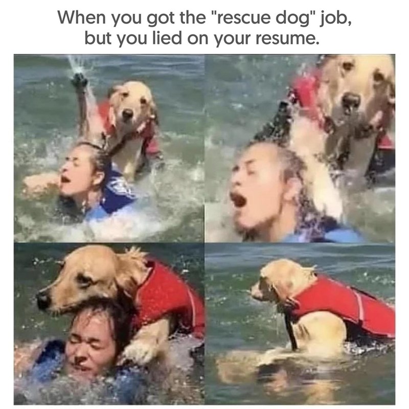 When you got the "rescue dog" job, but you lied on your resume.