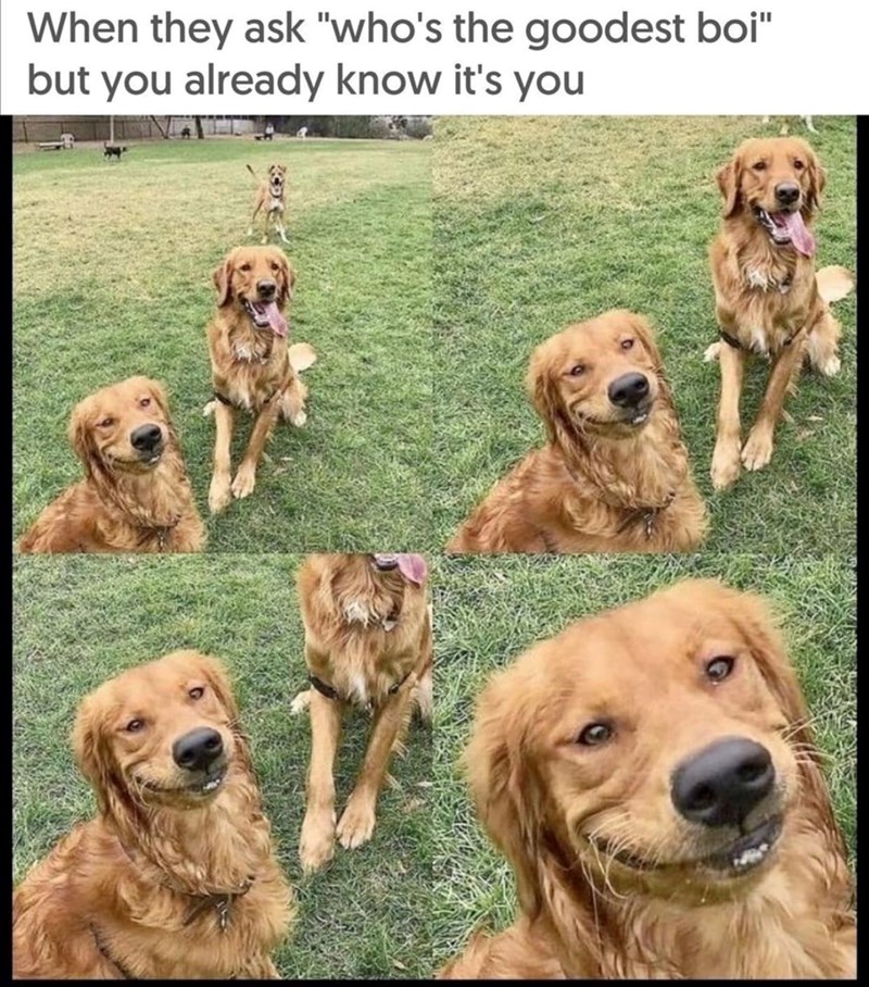 When they ask "who's the goodest boi" but you already know it's you
