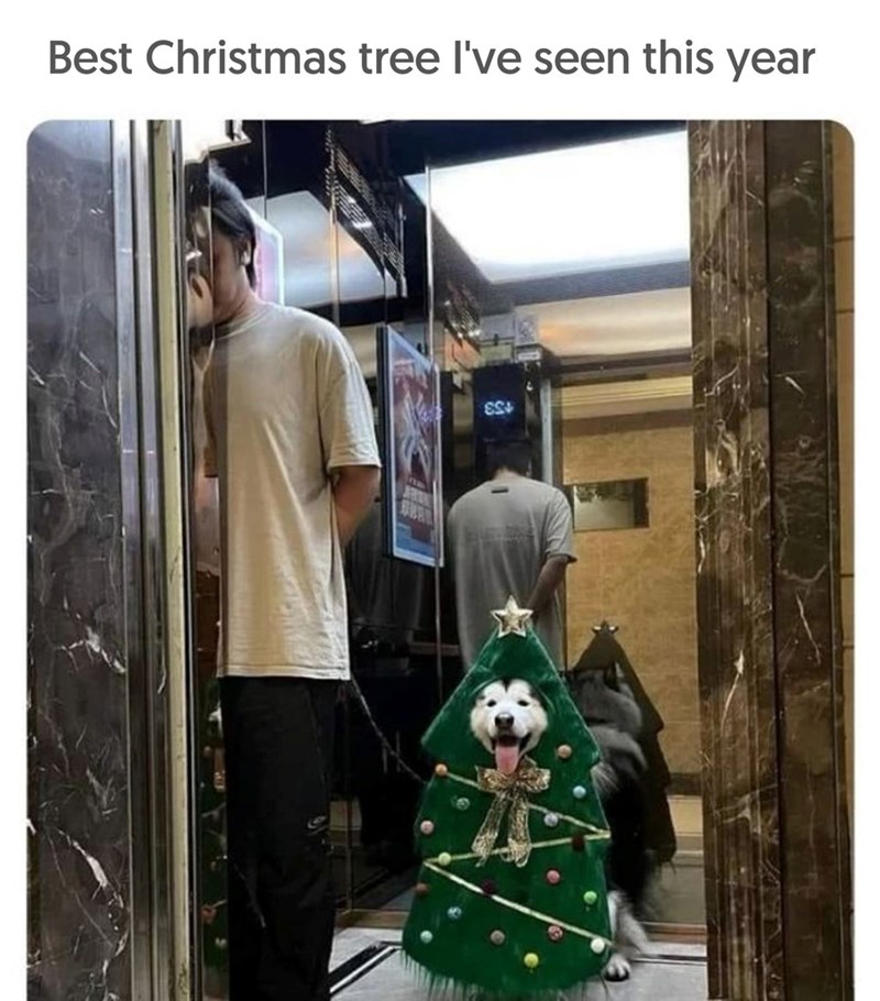 Best Christmas tree I've seen this year ES4