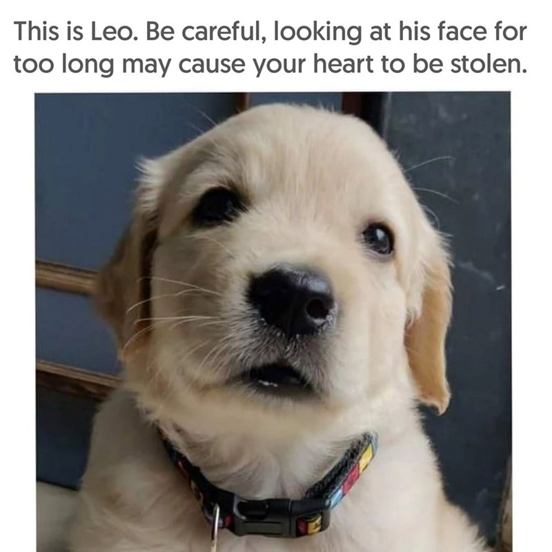 This is Leo. Be careful, looking at his face for too long may cause your heart to be stolen.