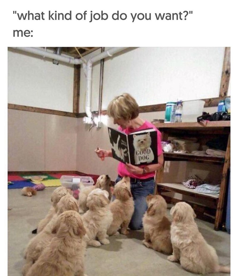 "what kind of job do you want?" me: GOOD DOG