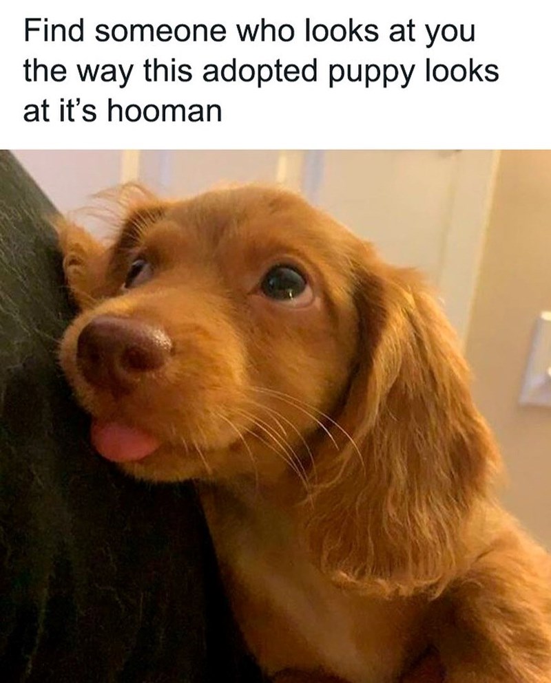 Find someone who looks at you the way this adopted puppy looks at it's hooman