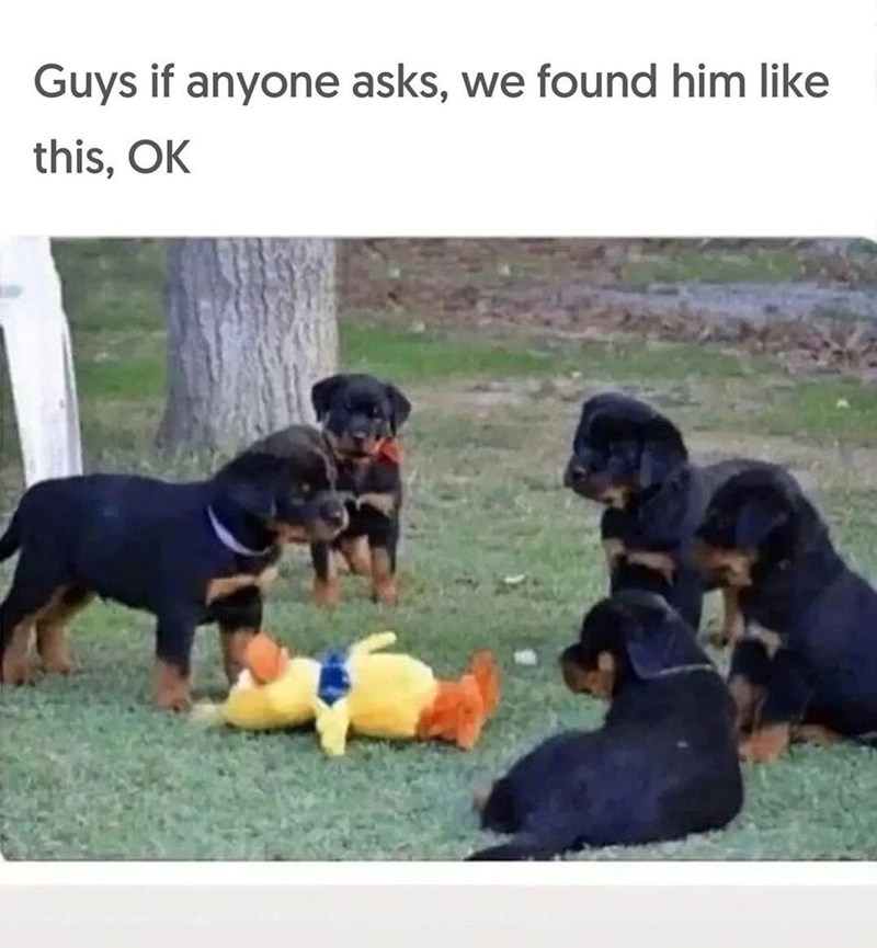 Guys if anyone asks, we found him like this, OK