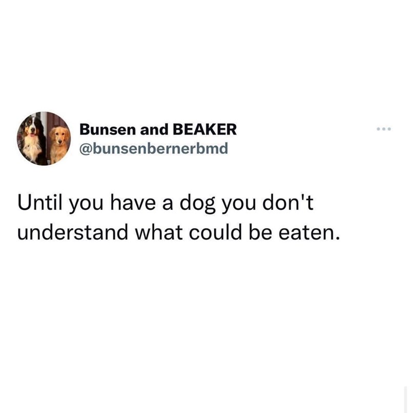 Bunsen and BEAKER @bunsenbernerbmd Until you have a dog you don't understand what could be eaten.